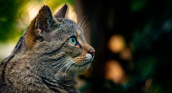 European wildcat