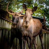 Moose / European elk