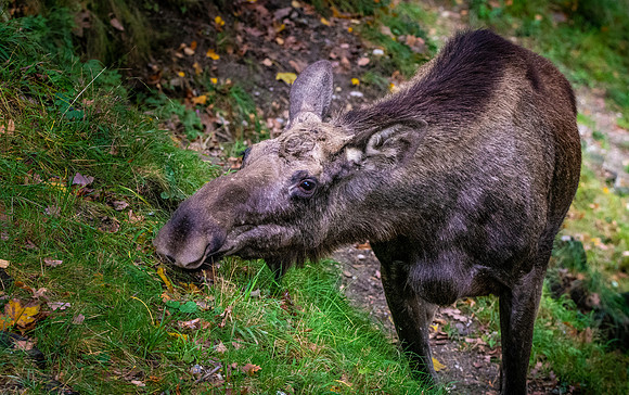 Moose / European elk