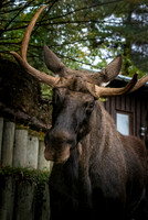 Moose / European elk