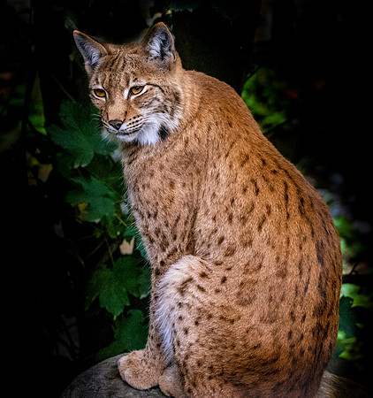 Northern lynx