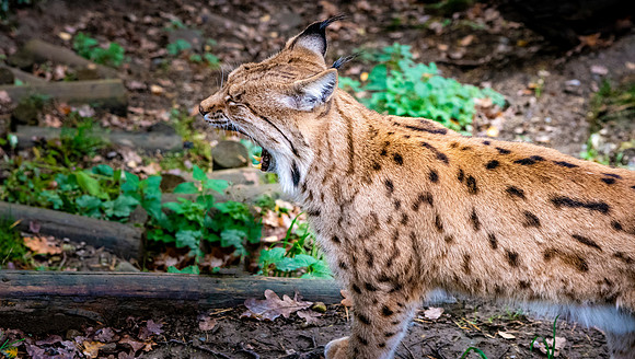 Northern lynx
