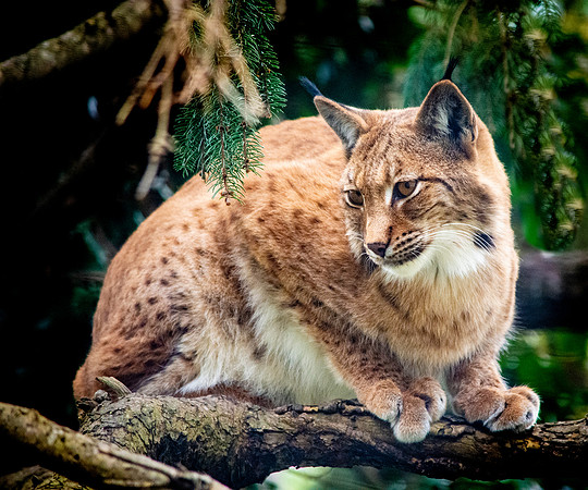 Northern lynx