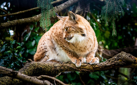 Northern lynx