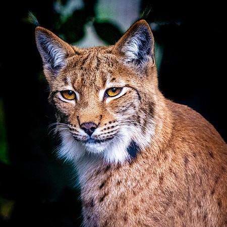 Northern lynx