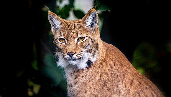 Northern lynx