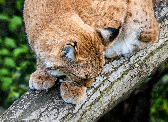 Northern lynx