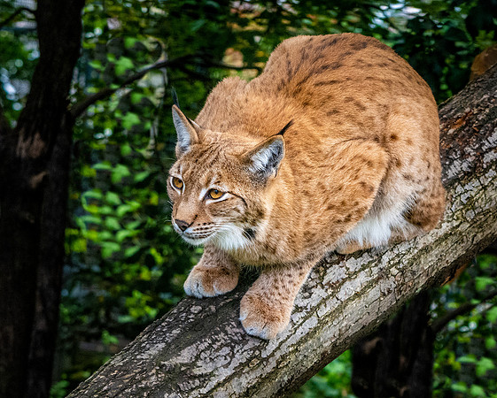 Northern lynx
