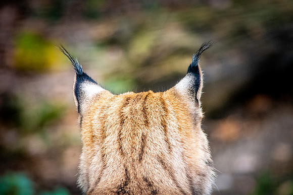Northern lynx