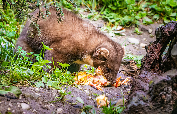 Pine marten