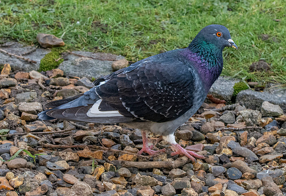 Feral pigeon