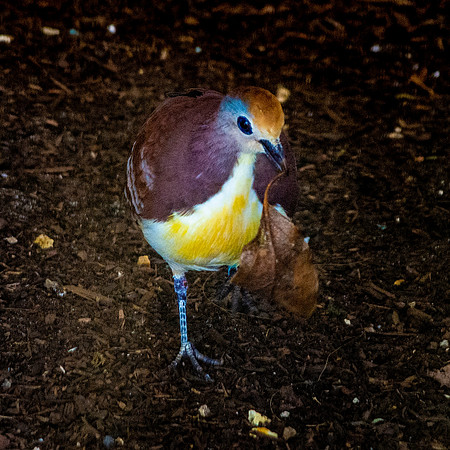 Golden heart dove