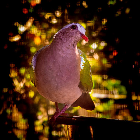 Grey capped emerald dove