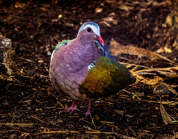 Grey capped emerald dove