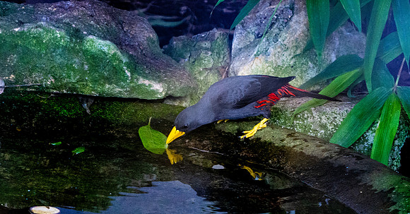 Grosbeak starling / finch-billed myna