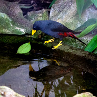 Grosbeak starling / finch-billed myna