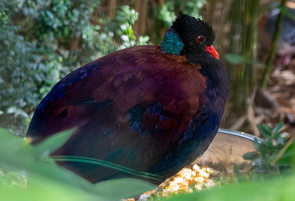 Green naped pheasant pigeon