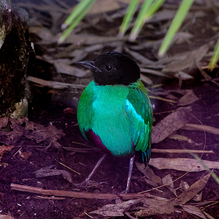 Hooded pitta