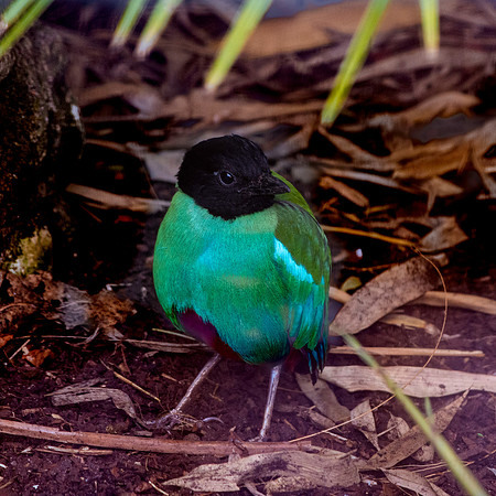 Hooded pitta