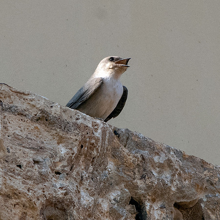 Pale crag martin