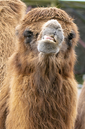 Bactrian camel