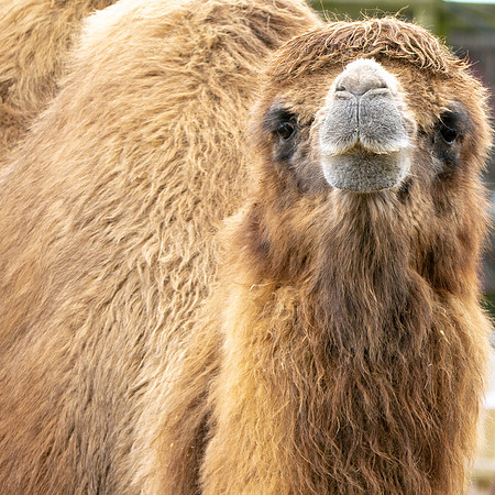 Bactrian camel