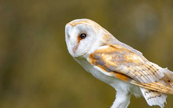 Barn Owl