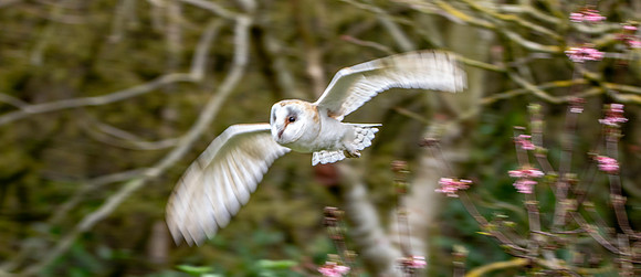 Barn Owl