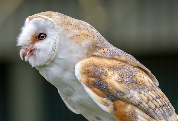 Barn Owl