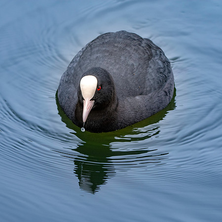 Coot