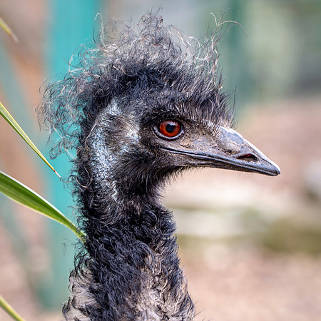 Emu