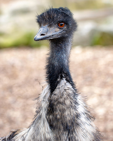 Emu