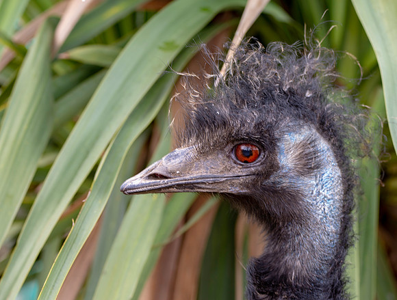 Emu