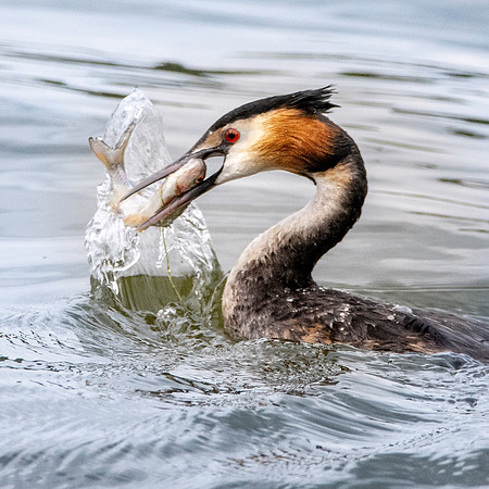 Great crested grebe