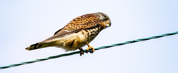 Common Eurasian kestrel