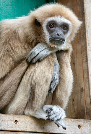 White handed gibbon / lar gibbon