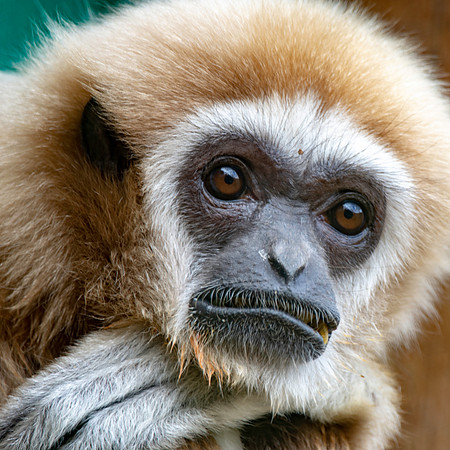 White handed gibbon / lar gibbon