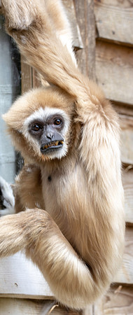White handed gibbon / lar gibbon