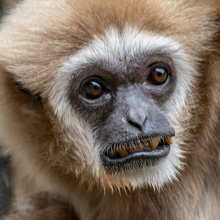 White handed gibbon / lar gibbon