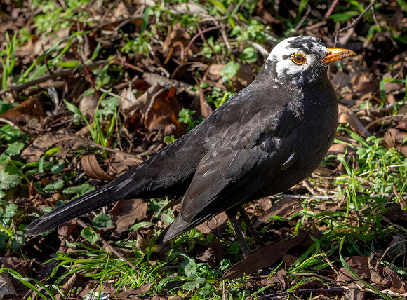 Leucistic blackbird