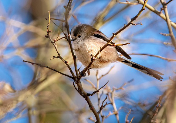 Long tailed tit