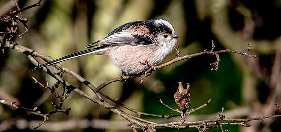 Long tailed tit