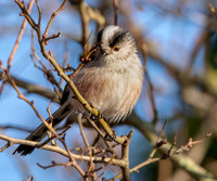 Long tailed tit