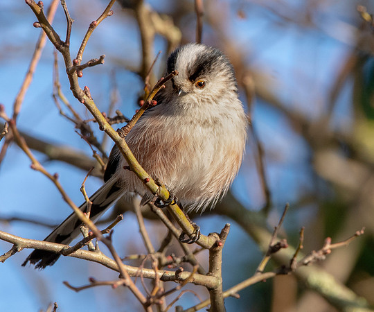 Long tailed tit