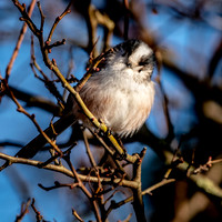 Long tailed tit