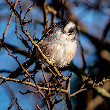 Long tailed tit