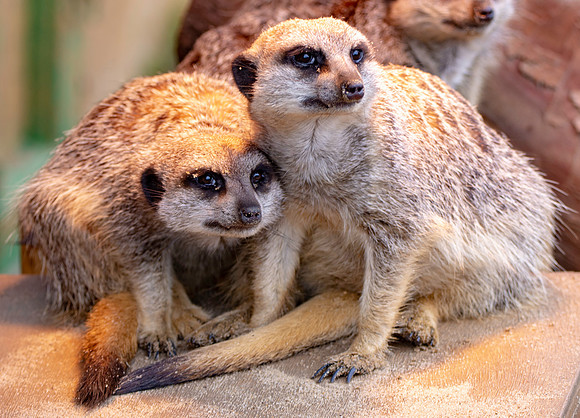 Meerkats