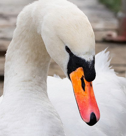 Mute swan