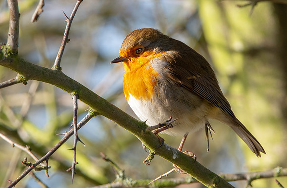 European Robin