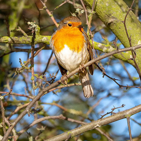 European Robin